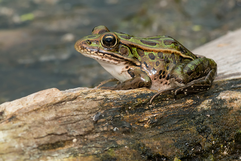 Northern leopard frog (Lithobates pipiens). Shutterstock