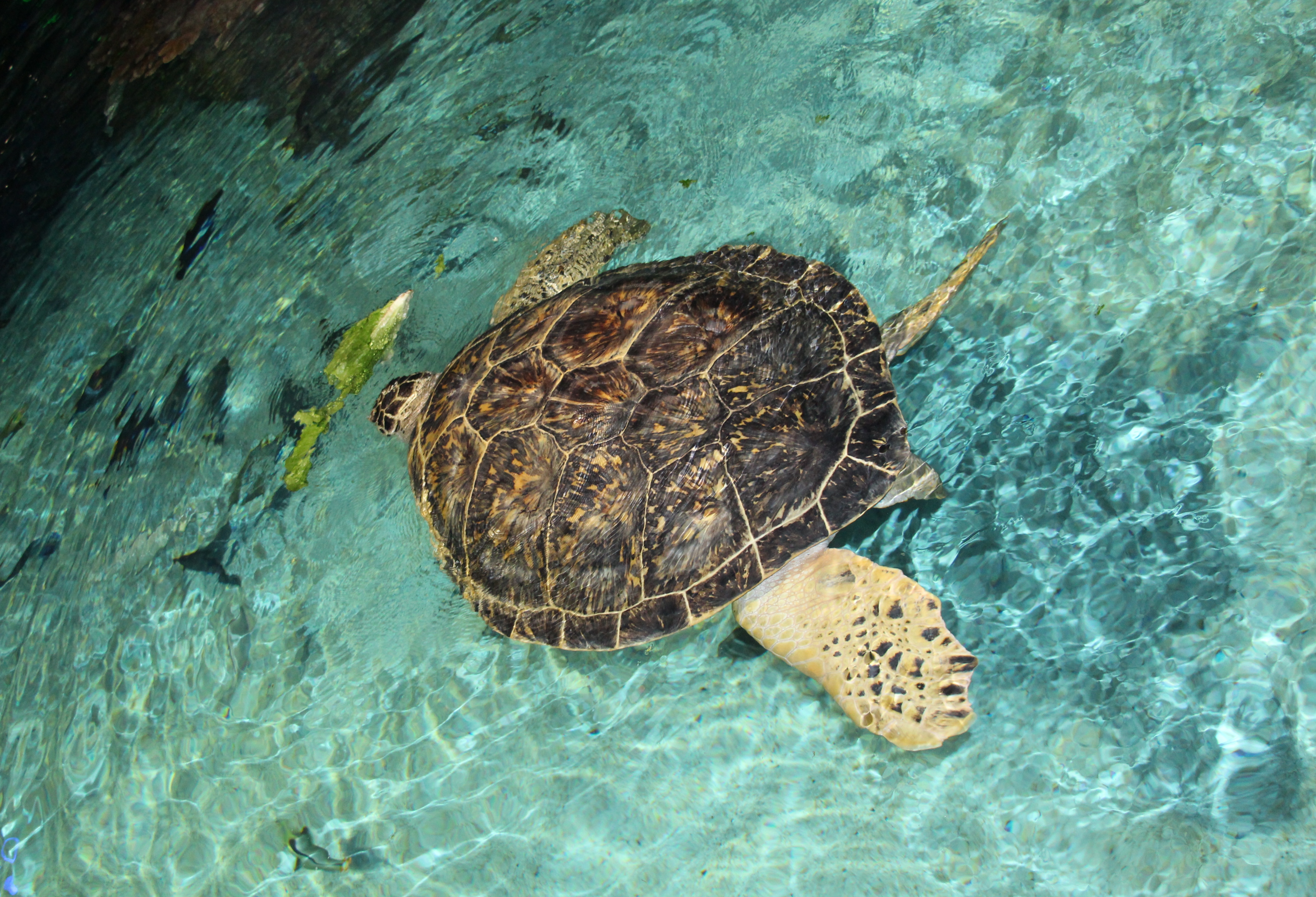 Green Sea Turtle - Bearport Publishing