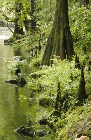 Bald cypress (Taxodium distichum)