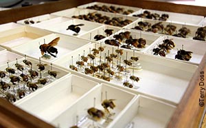 BeeDiversityInADrawerSM