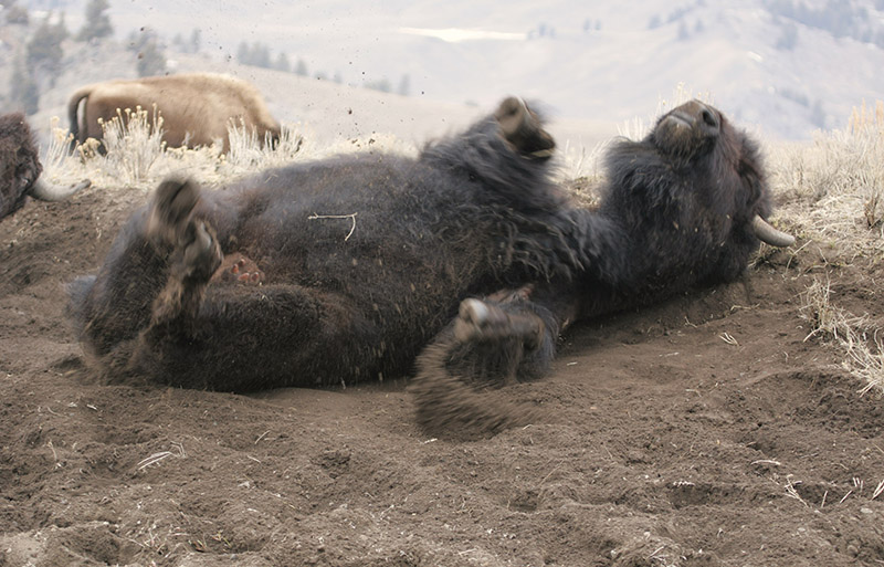 Buffalo slaughter left lasting impact on Indigenous peoples