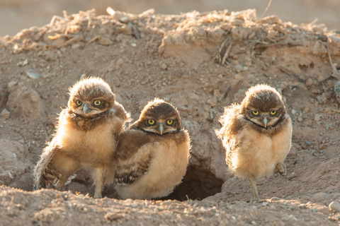By 2080, the burrowing owl could lose 77% of its breeding range © Rinusbaak Dreamstime.com Burrowing Owl Chicks