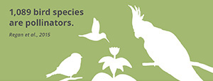 Fact_birdspecies