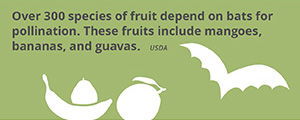 Fact_fruit+bats