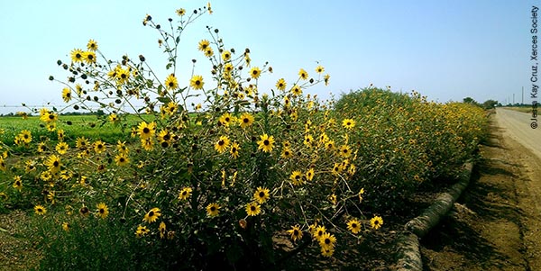 Hedgerow adds pollinator habitat to agricultural fields