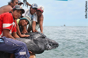 Pro DelphinusLeatherback copy