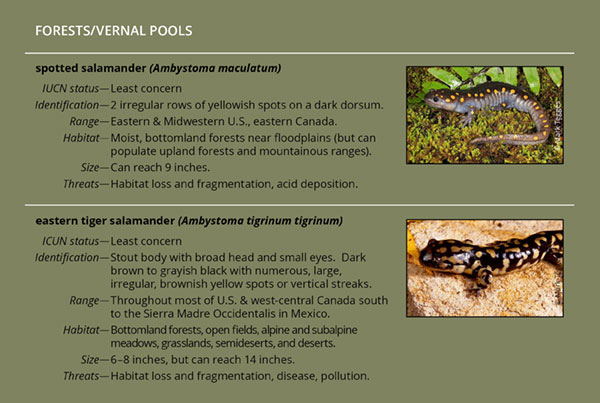SpeciesGraphics_72_1