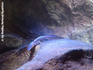 Texas blind salamander (Eurycea rathbuni)