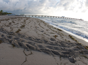 Loggerhead turtle tracks on a Florida beach