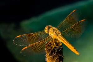 Globe skimmer (Pantala flavescens)