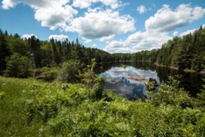 Boreal forest