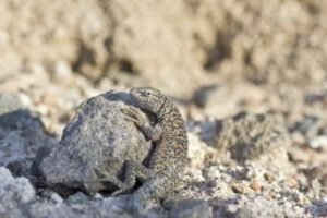 Fabian's lizard (Liolaemus fabiani), Atacama Desert, Chile.