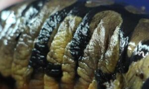 The skin of a tiger salamander