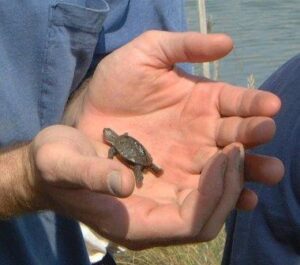 turtle
